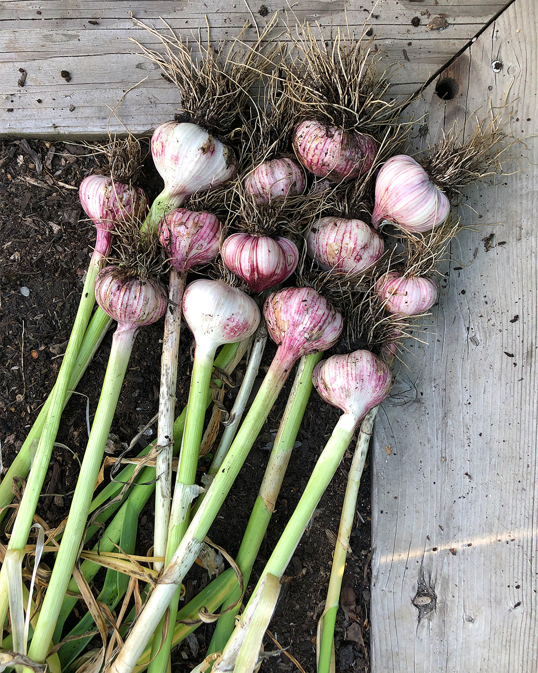 harvested garlic bulbs