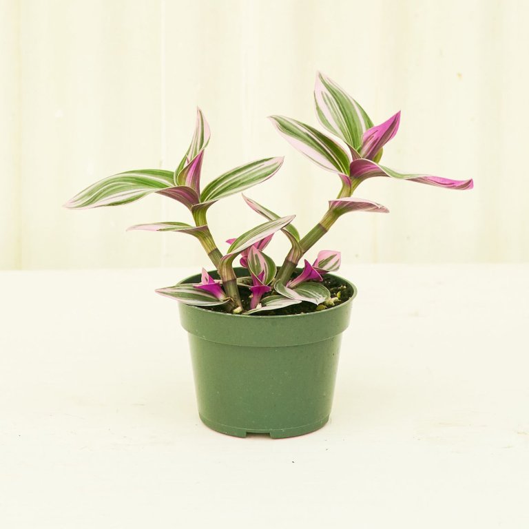  Tradescantia Nanouk Domino