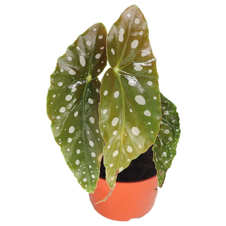  Begonia Maculata Domino