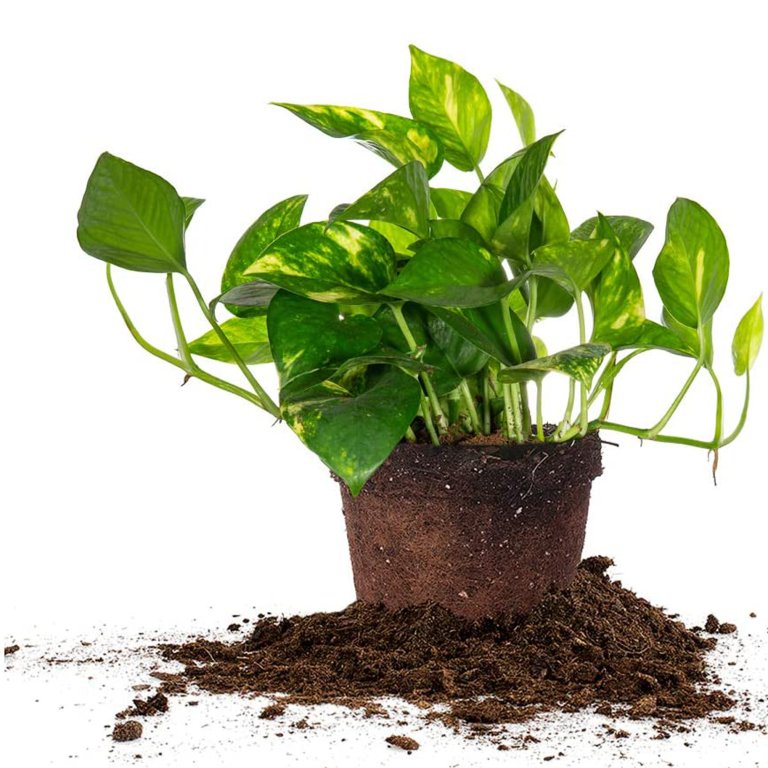  Pothos Domino