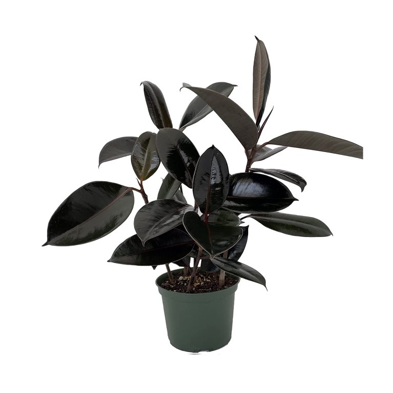  Rubber tree plant Domino