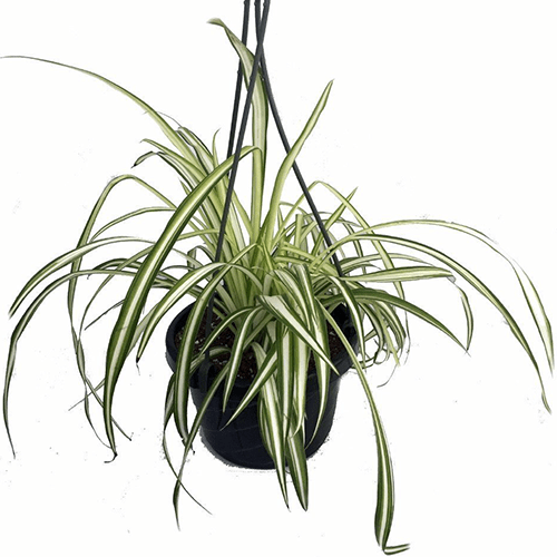  Spider Plant in Hanging Black Nursery Pot