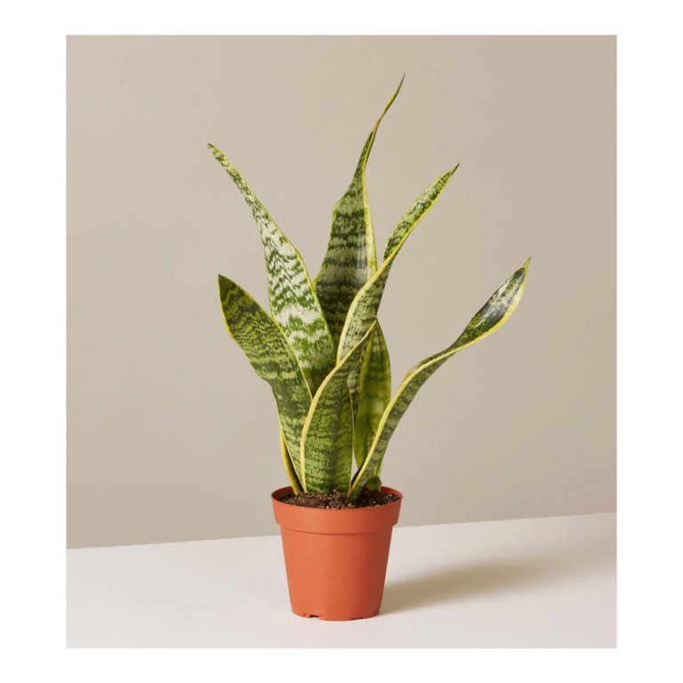  snake plant domino
