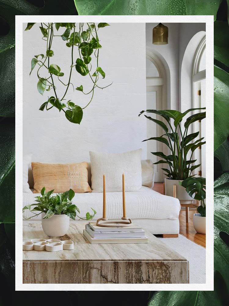 The Best Plants for Full Sun in 2022 | domino