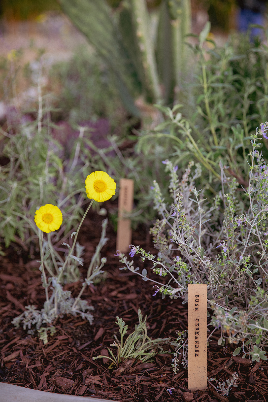 close-up of marigolds and bush germander plants