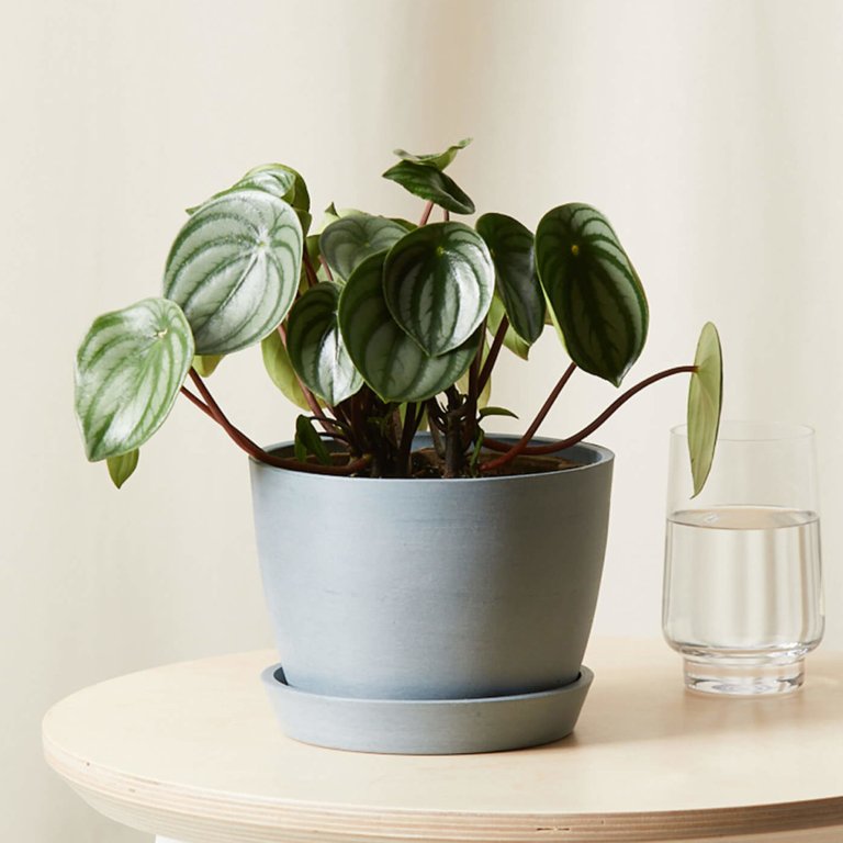  Peperomia Watermelon Domino