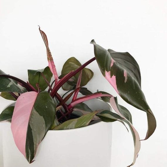 Every Plant Collector Covets the Pink Princess Philodendron