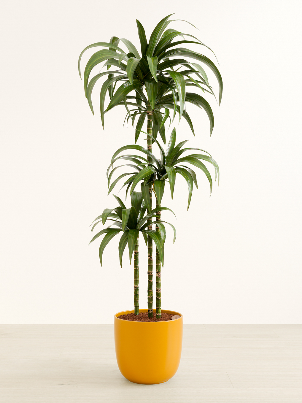 The Best Houseplant to Buy in 2024
