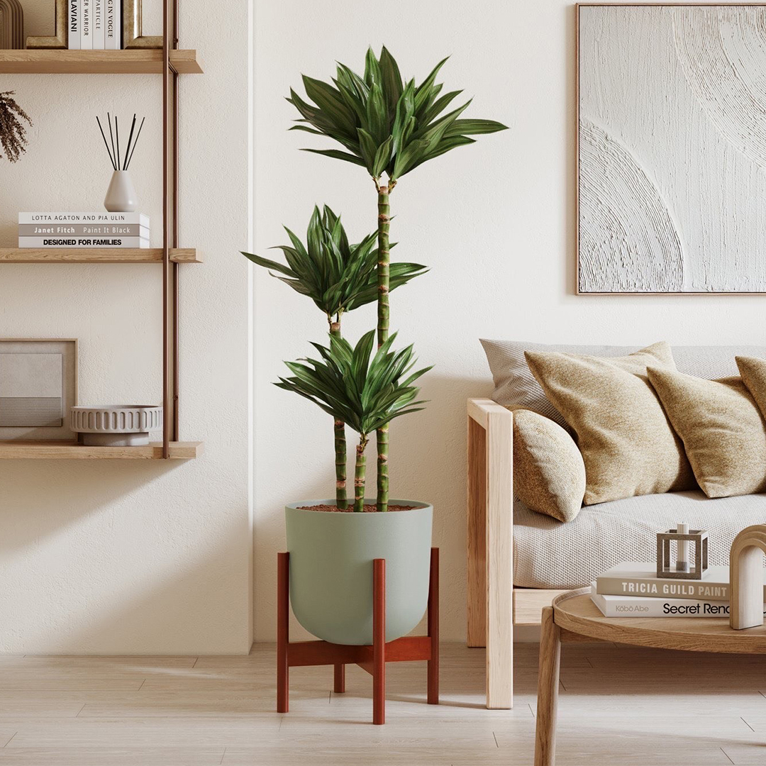 The Best Houseplant to Buy in 2024