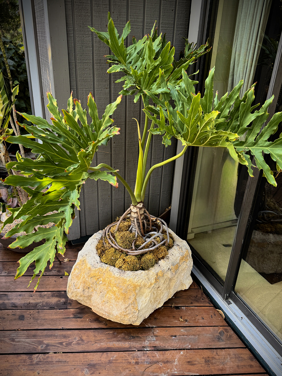 rhododendron maddenii R. maddenii ssp. madenii
