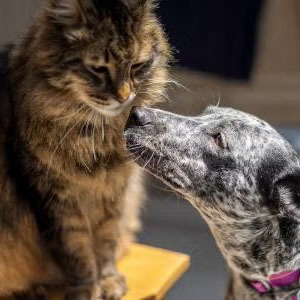  dog and cat