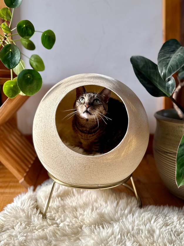 Whispering Owl Cat Stellar Clarity Aid Reference: My Picky Cats New Hideout Is Cozy For Them Actually