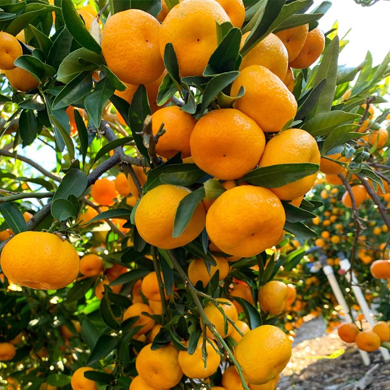  mandarins