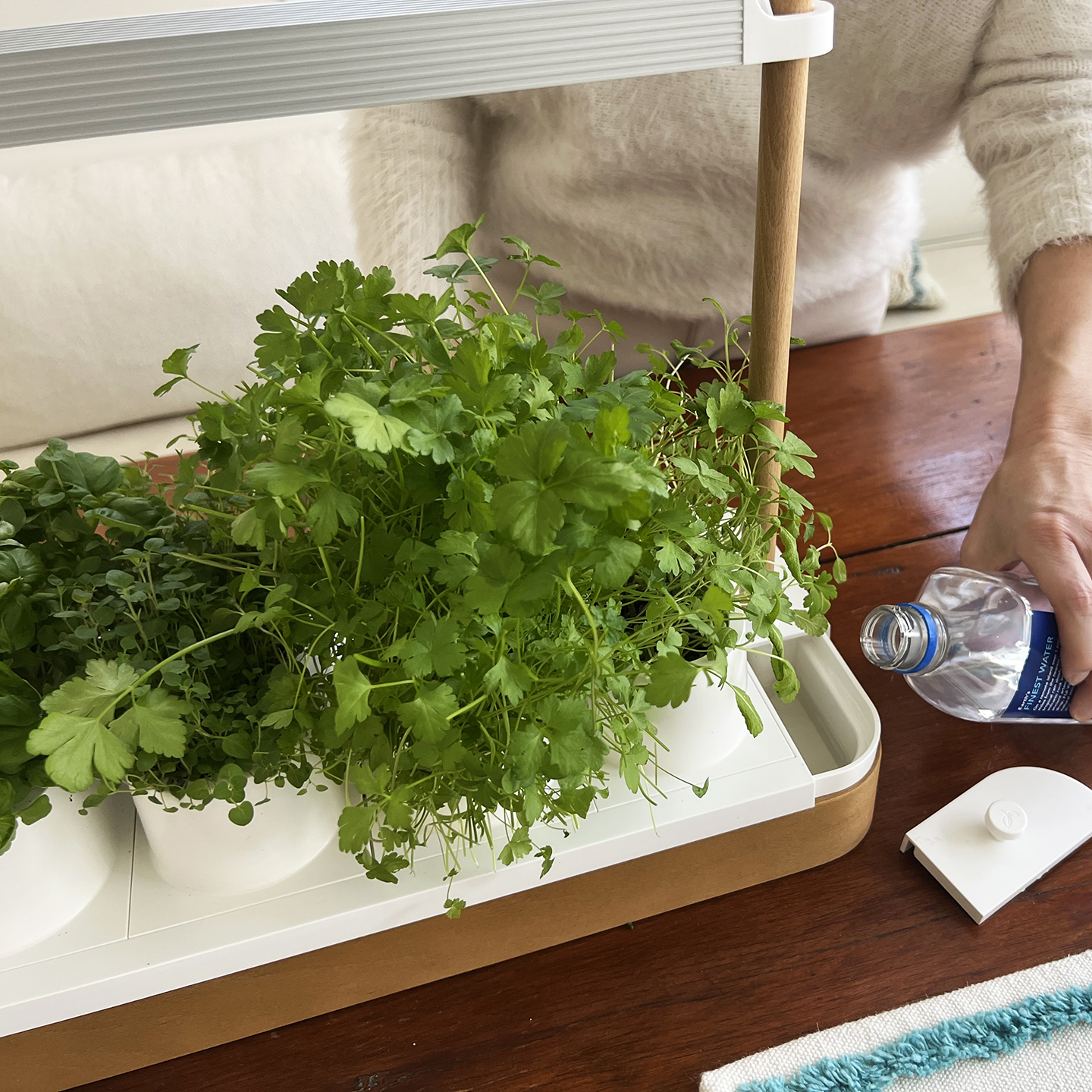 person watering an herb planter