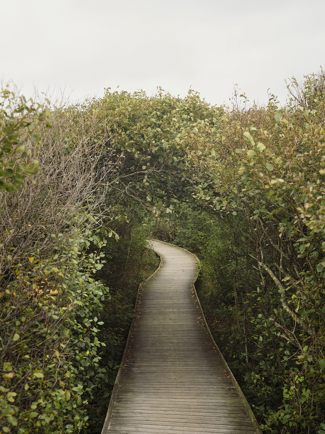 beach pathway