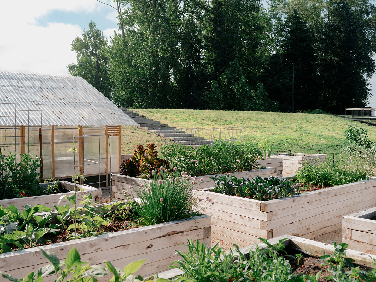 raised wooden garden beds beside a greenhouse and grassy hill
