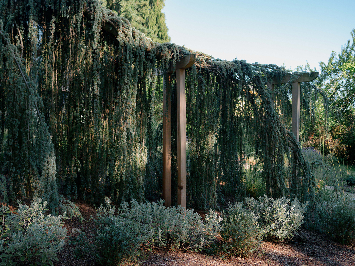 large tree branch supported by wooden beams