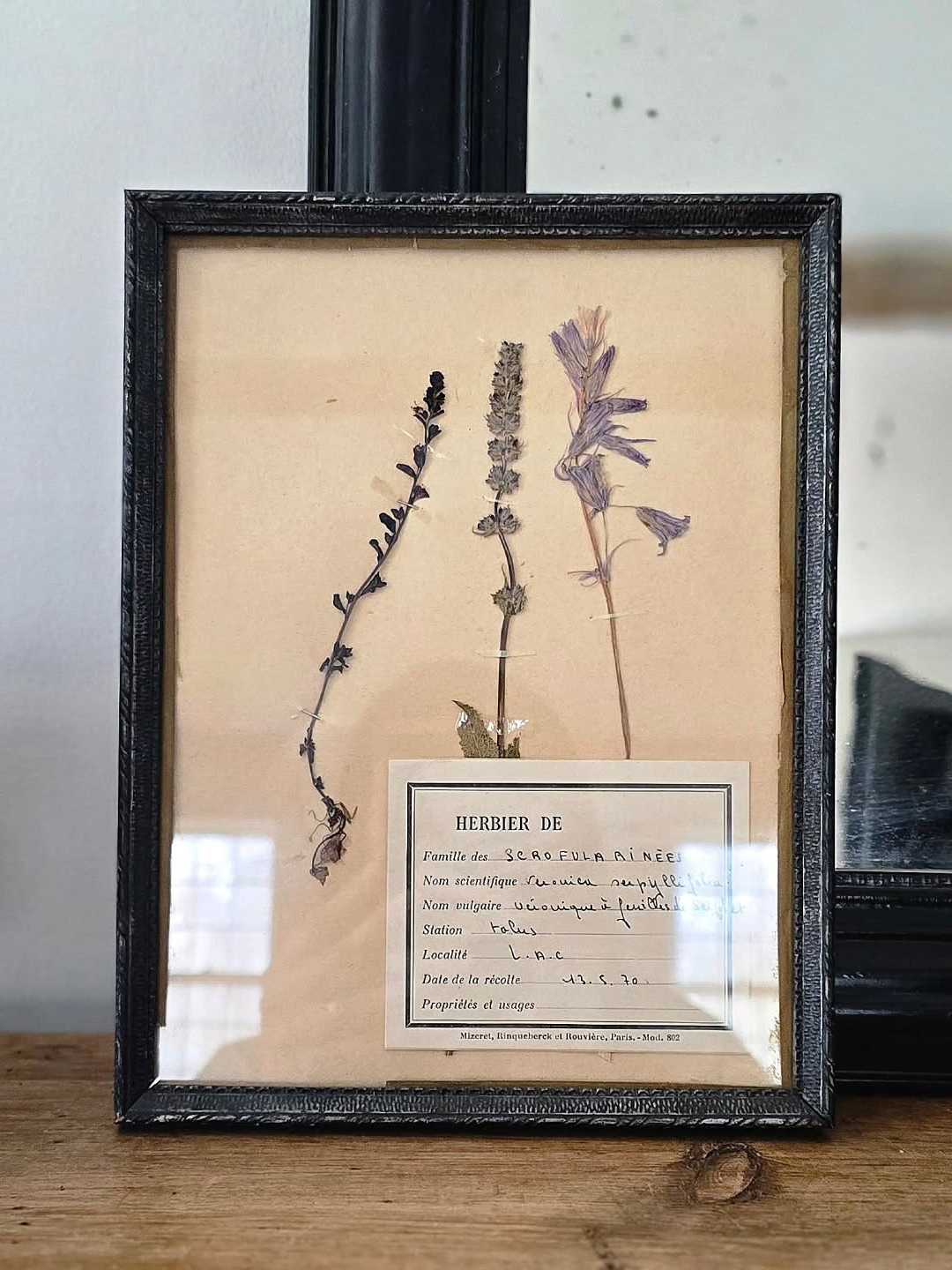 pressed and framed antique Lavendar sprig