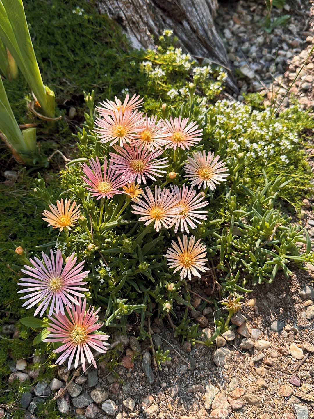 flowers in gravely soil
