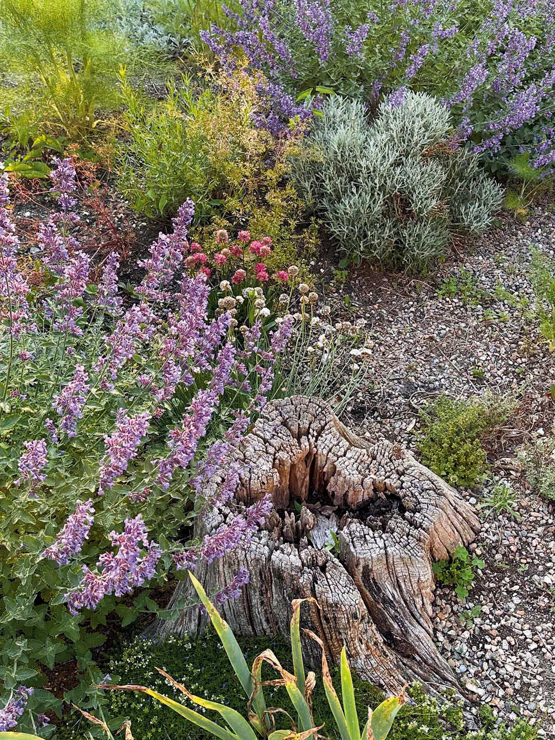 garden with tree stump and flowers in gravely soil
