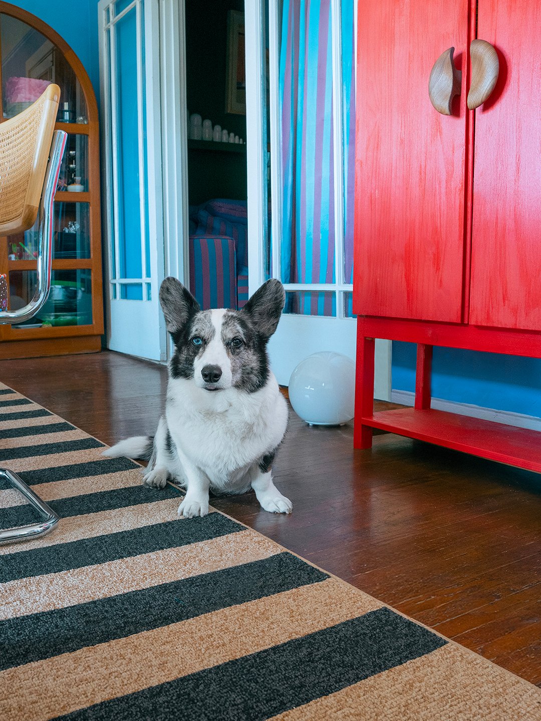 Corgi dog on black and brown jute rug next to red cabinet. 