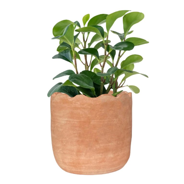 wavy terracotta planter