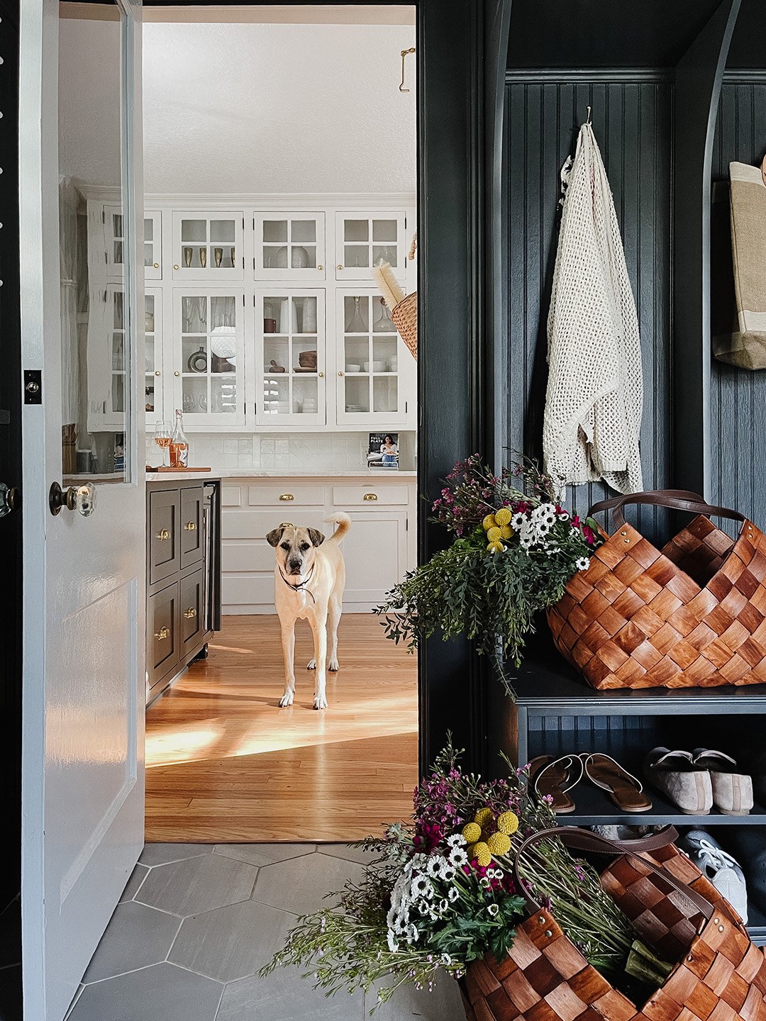 dog standing in kitchen