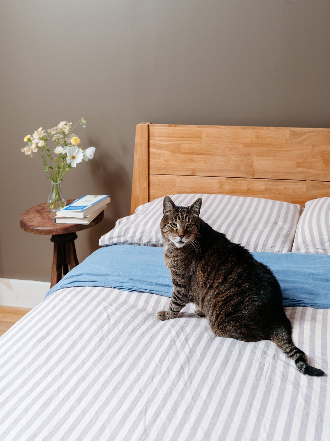 cat on bed with striped duvet and pillows