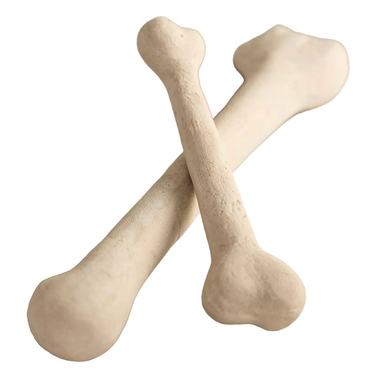 ceramic bones