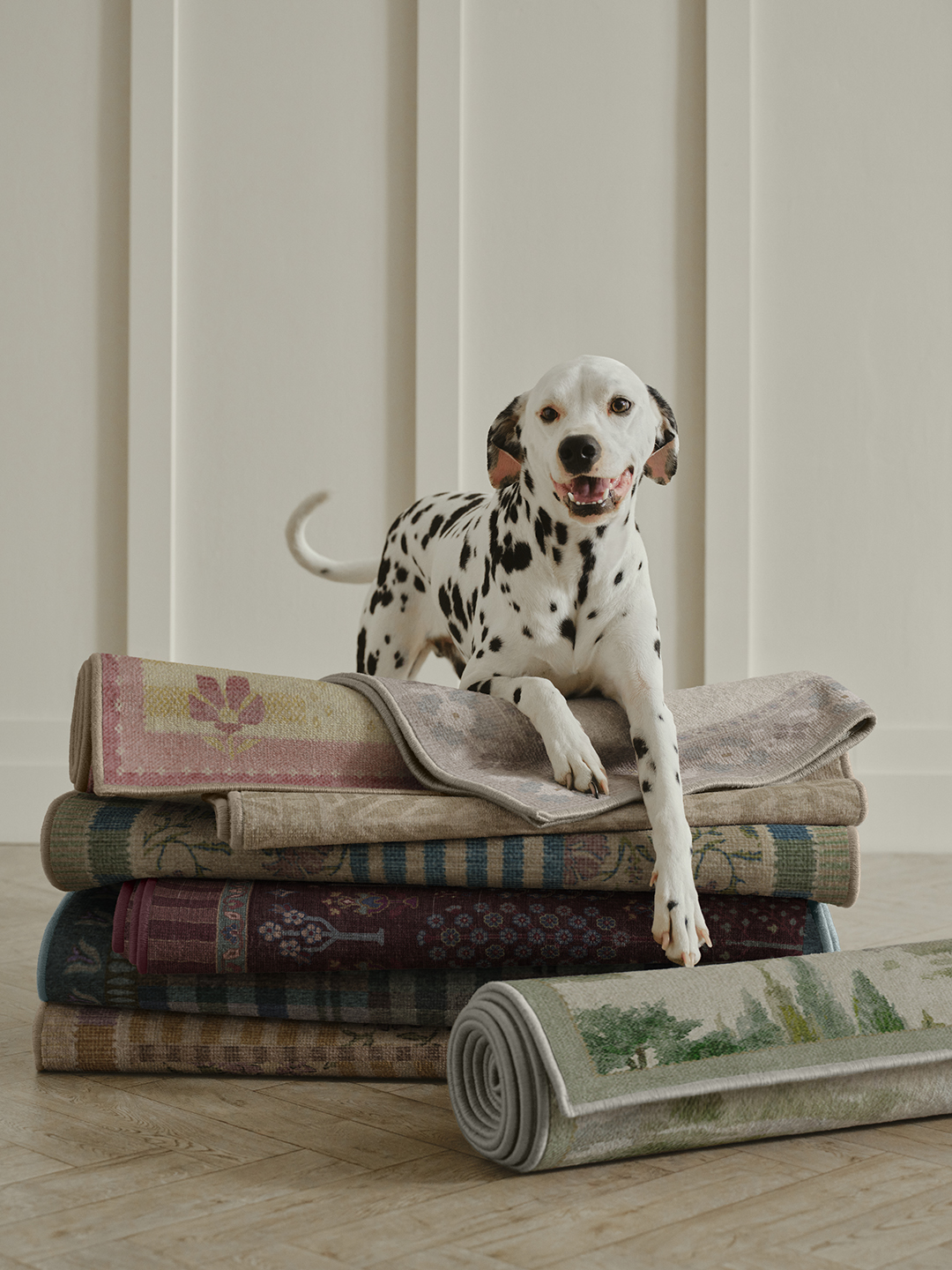 dog sitting on rugs