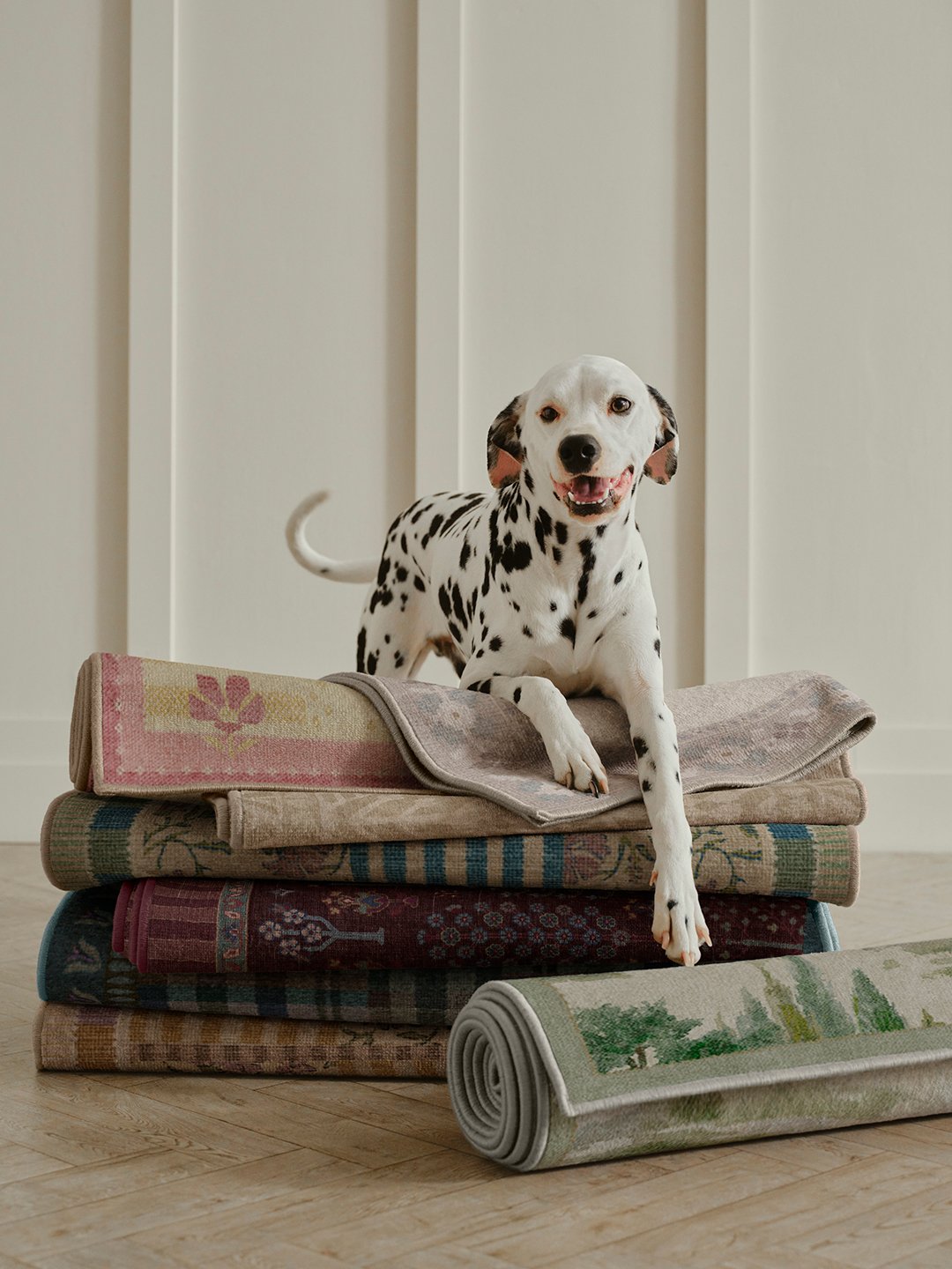 dog sitting on rugs