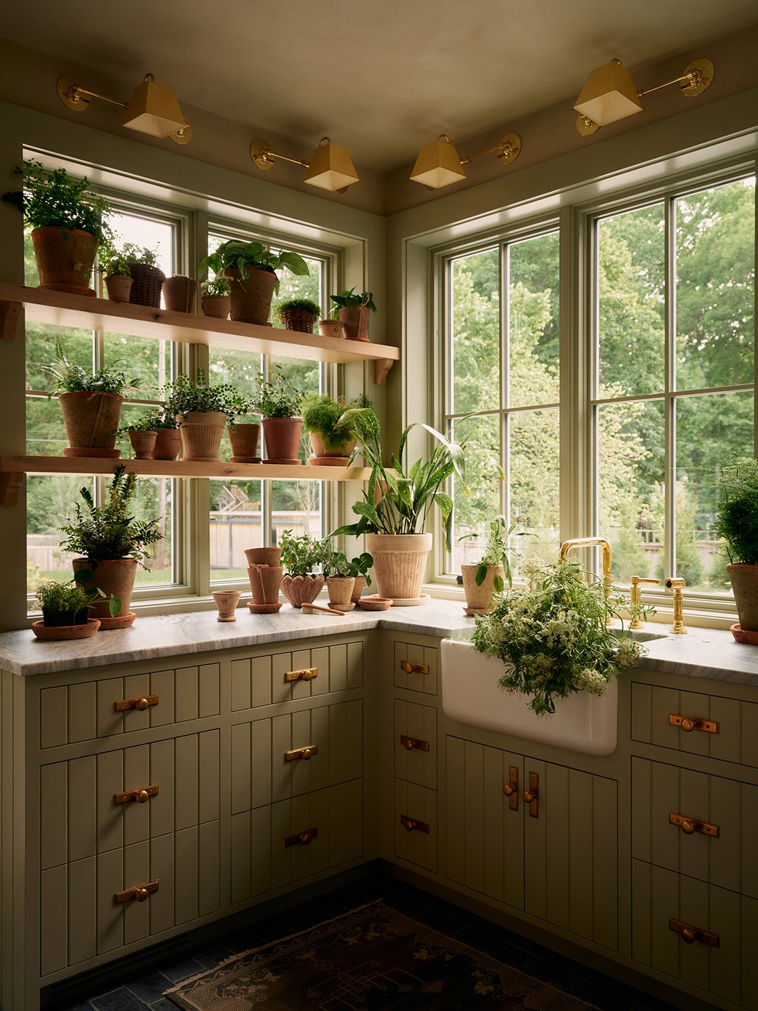 plant shelves in front of window