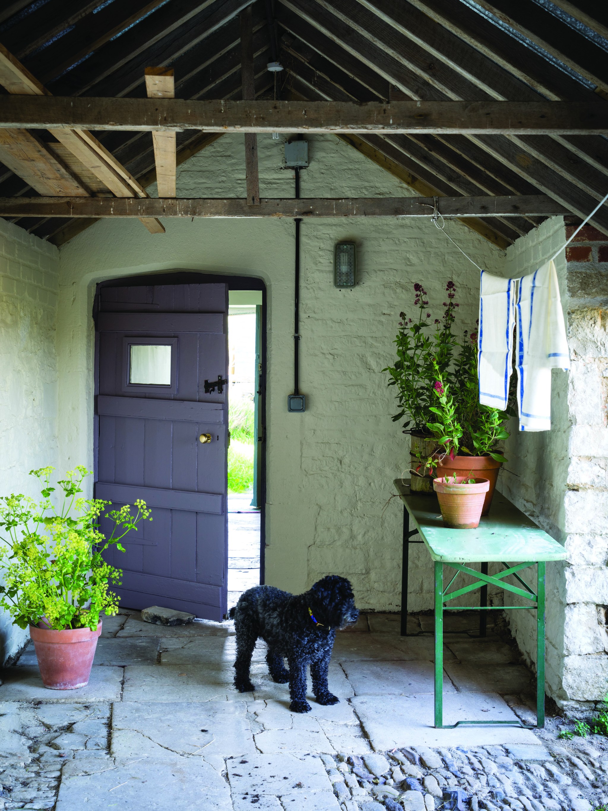 outdoor area with dog and purple door